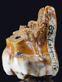 <p>Molar found in Denisova Cave of the Altay Mountains in Southern Siberia. (Click on image to view larger.)</p>